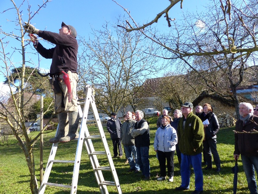 Taille d'un petit pommier